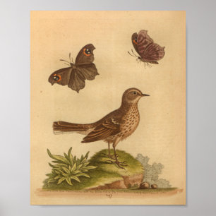 Poster Papillons d'impression Brown vintages Bird