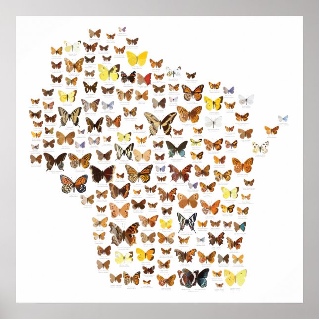 Poster Papillons du Wisconsin (Devant)