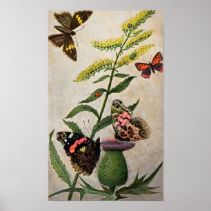 Poster Papillons et chardon