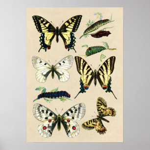 Poster Papillons et chenilles de machaon