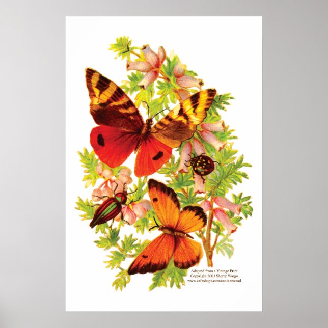 Poster Papillons et coléoptères (Devant)