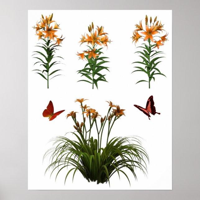 Poster Papillons Et Lys De Tigre (Devant)