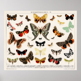 Poster Papillons et papillons