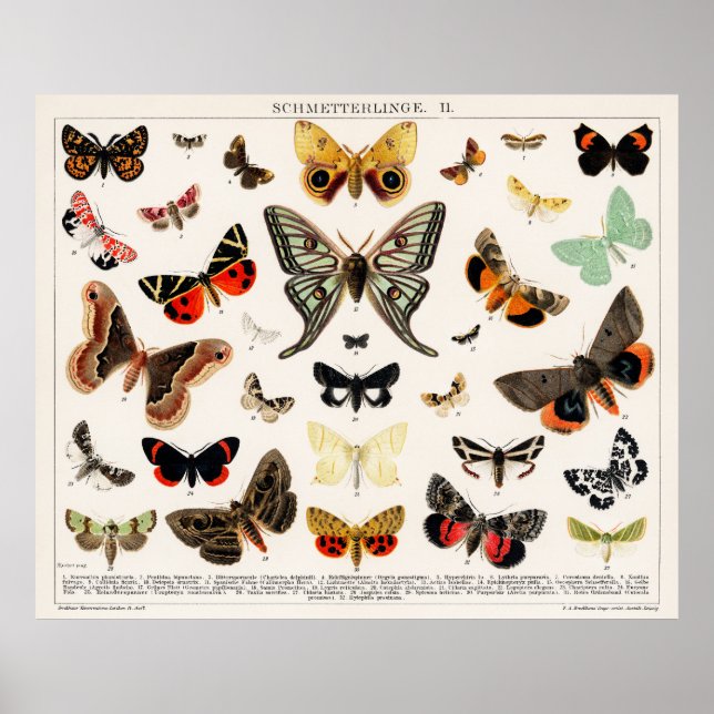 Poster Papillons et papillons (Devant)