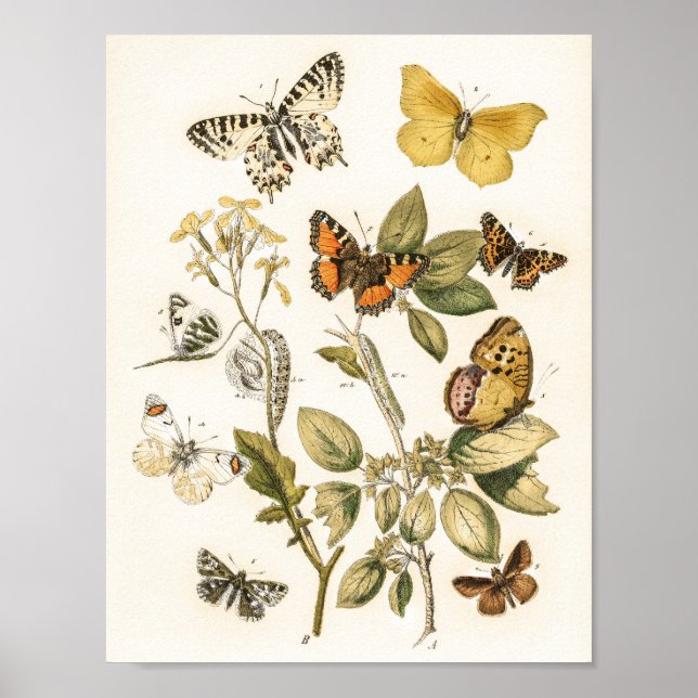 Poster Papillons et papillons de nuit par William Forsell (Devant)