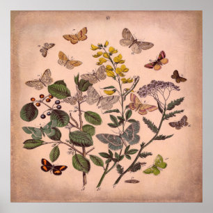 Poster Papillons floraux vintages rose rustique