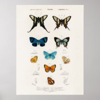 Papillons Illustrés Par Charles D'Orbigny