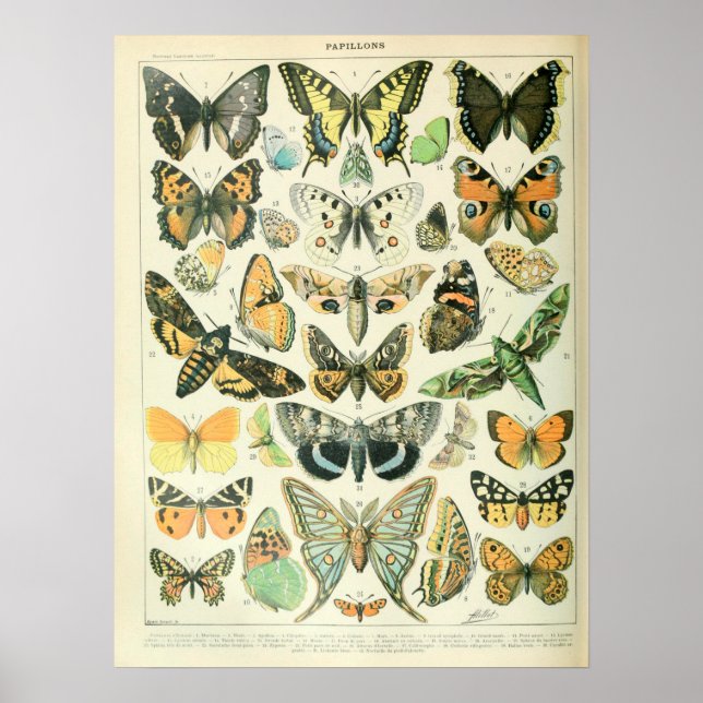 Poster Papillons illustrés vintages (Devant)