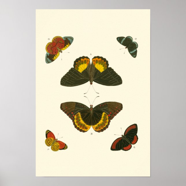 Poster Papillons lumineux par Pieter Cramer (Devant)