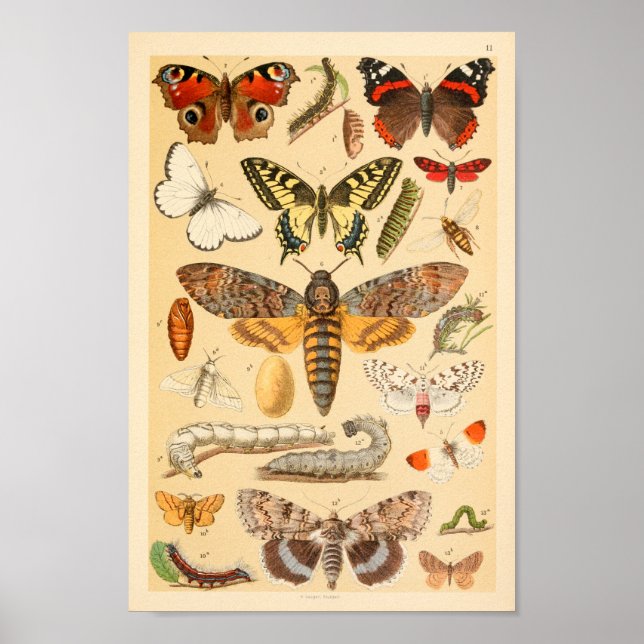 Poster Papillons Moths Caterpillar Collection Art Imprime (Devant)
