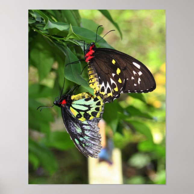 Poster Papillons noirs Nature (Devant)
