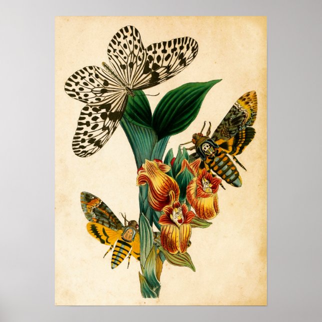 Poster Papillons nymphe de Ceylan Tree et papillons de nu (Devant)