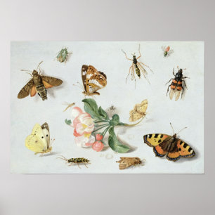 Poster Papillons, papillons de nuit et autres insectes