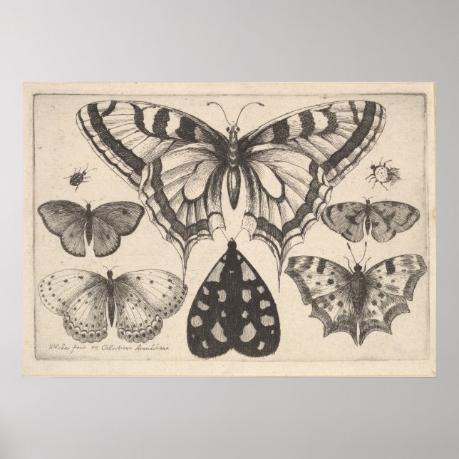 Poster Papillons-papillons vintages Lépidoptères de papil (Devant)