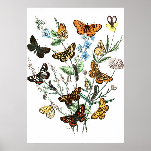 Poster Papillons sur Fleurs illustration vintage (Devant)