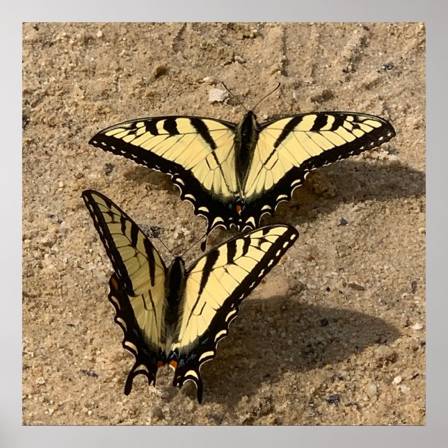 Poster Papillons sur la plage (Devant)