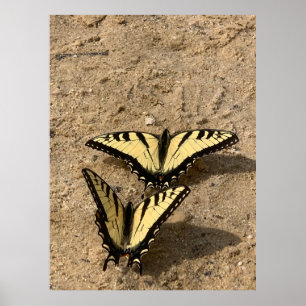 Poster Papillons sur la Plage