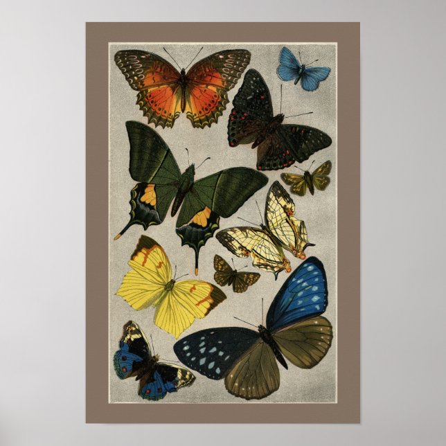 Poster Papillons Vintage 1904 Illustration (Devant)