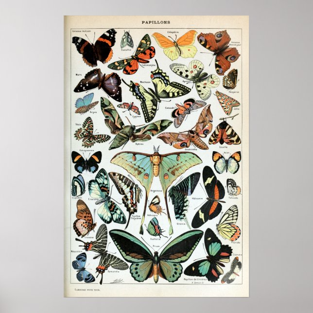 Poster Papillons vintages du monde (Devant)
