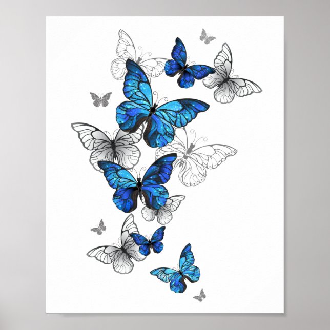Poster Papillons volants bleus Morpho (Devant)