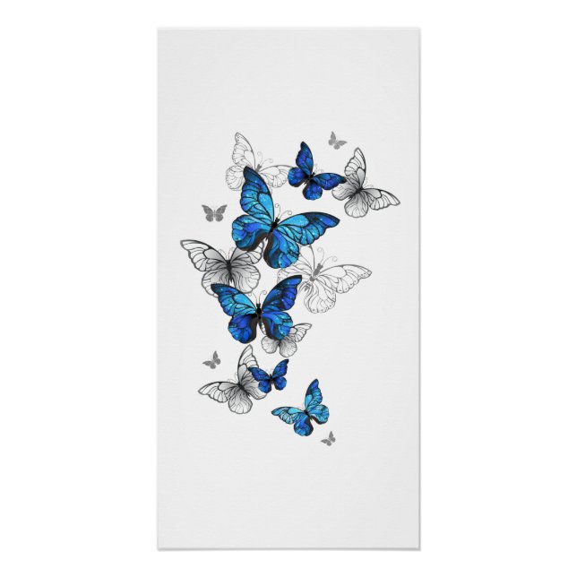 Poster Papillons volants bleus Morpho (Devant)