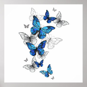Poster Papillons volants bleus Morpho