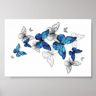 Poster Papillons volants bleus Morpho
