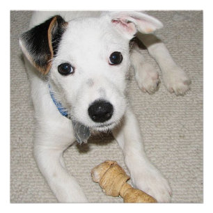Poster papy jack russell terrier