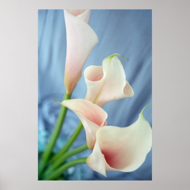 Poster Parade de soie Blanc Calla Lily Photographies Affi (Devant)