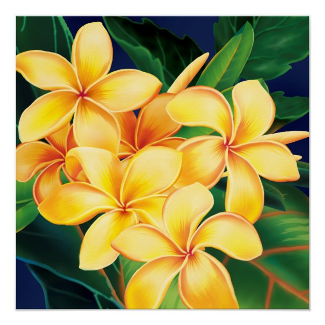 Poster Paradis tropical Plumeria Hawaiian (Devant)