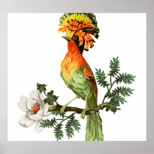 Poster Paradise Birds : Exotic Floral Arrière - plan