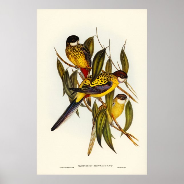Poster Parakeet de Brown par Elizabeth Gould (Devant)