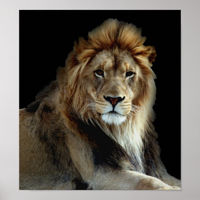 Poster Parc animalier sauvage Lions (Devant)