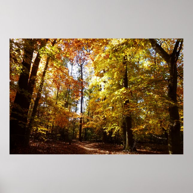 Poster Parc de Greenbelt à l'automne II Maryland Nature S (Devant)