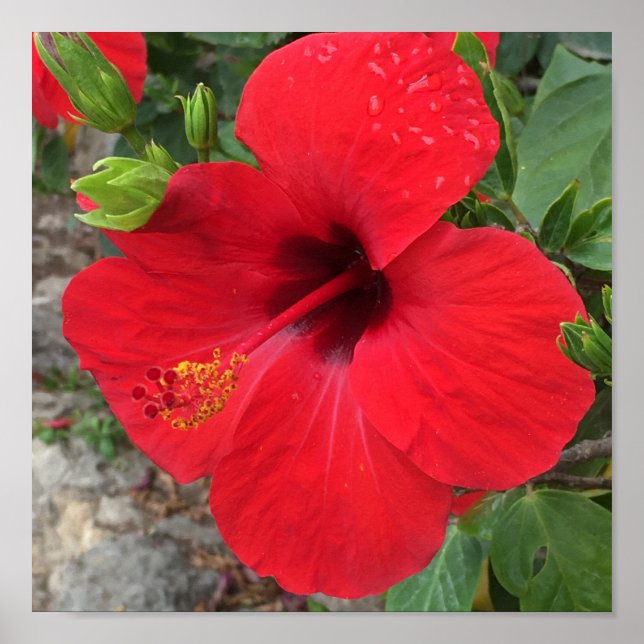 Poster Parc des fleurs Red Hibiscus Güell Barcelona (Devant)
