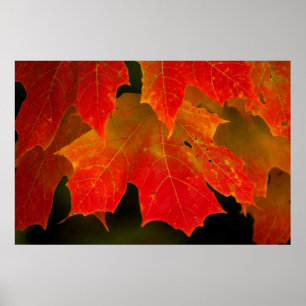 Poster Parc d'État d'Itasca, couleurs d'automne 2