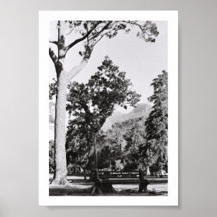 Poster Parc du Cap Nature Mountain Afrique du Sud ZA