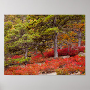 Poster Parc national d'Acadia, Maine