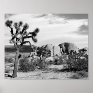 Poster Parc national d'arbre de B&W Joshua