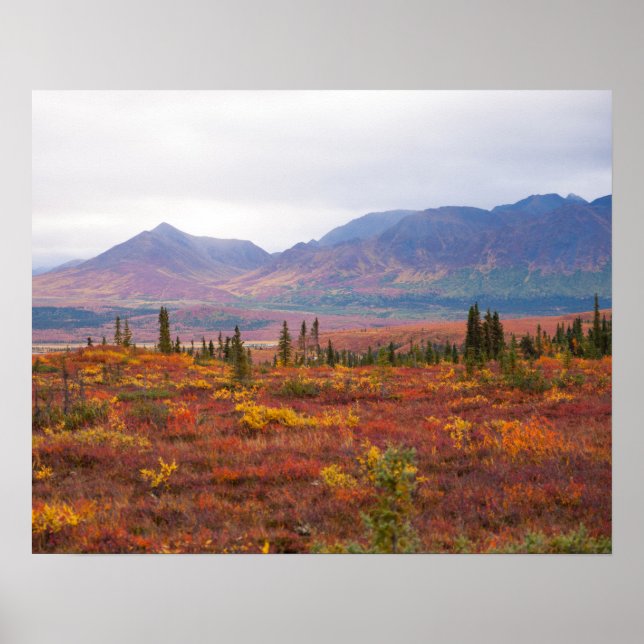Poster Parc National De Denali, Alaska En Automne Pittore (Devant)