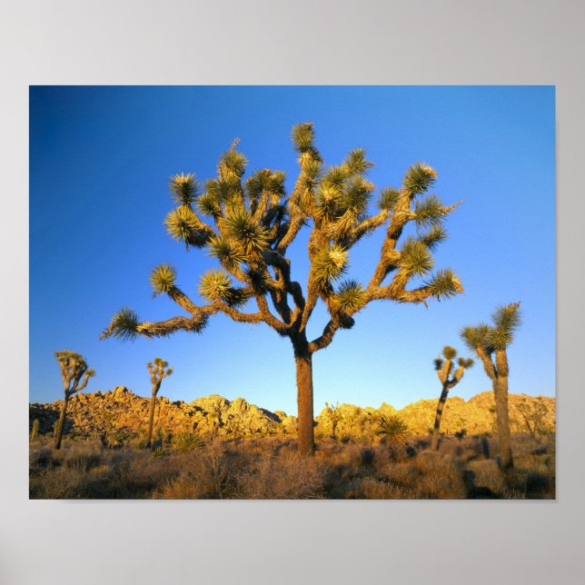 Poster Parc national de Joshua Tree, Californie. États-Un (Devant)