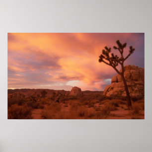 Poster Parc national de Joshua Tree - Lever du soleil