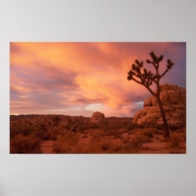 Poster Parc national de Joshua Tree - Lever du soleil (Devant)