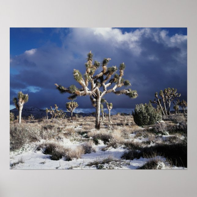Poster Parc national de la Californie, Joshua Tree (Devant)