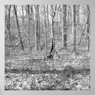 Poster Parc national de Ridley Creek