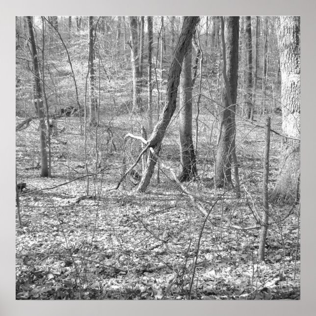 Poster Parc national de Ridley Creek (Devant)