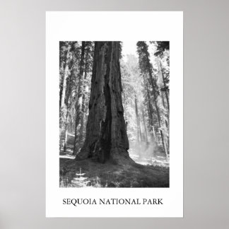Poster Parc national de Sequoia