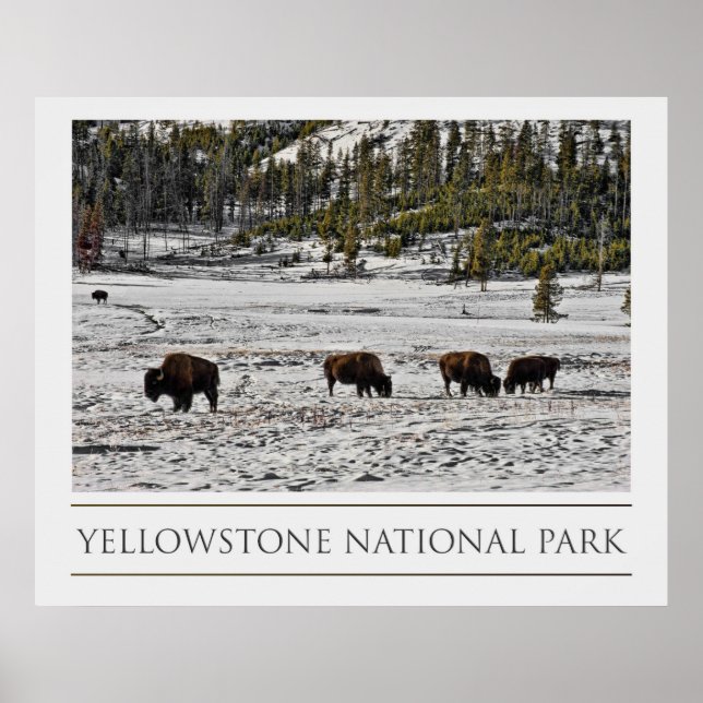 Poster Parc national de Yellowstone (Devant)