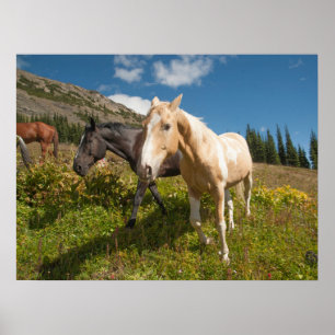 Poster Parc national des North Cascades