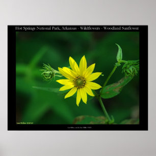 Poster Parc national des sources chaudes Fleurs de soleil